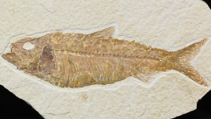 Detailed, Knightia Fossil Fish - Wyoming #42462
